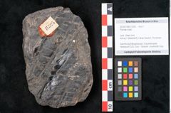 Foto (Objekt + Etikett) von Plantae indet.  (NHMW-GEO-2024-0188-11525)